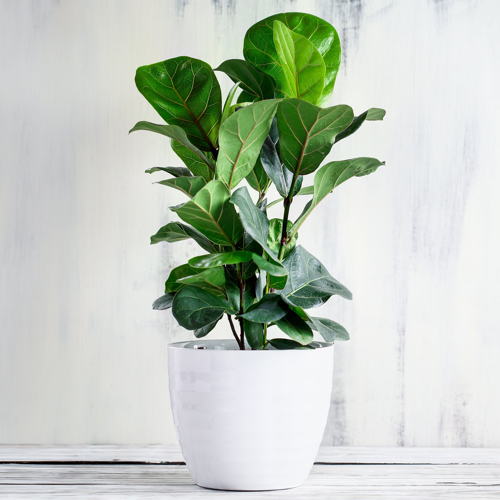 Ficus Lyrata - Ficus Lyrata - Bakker