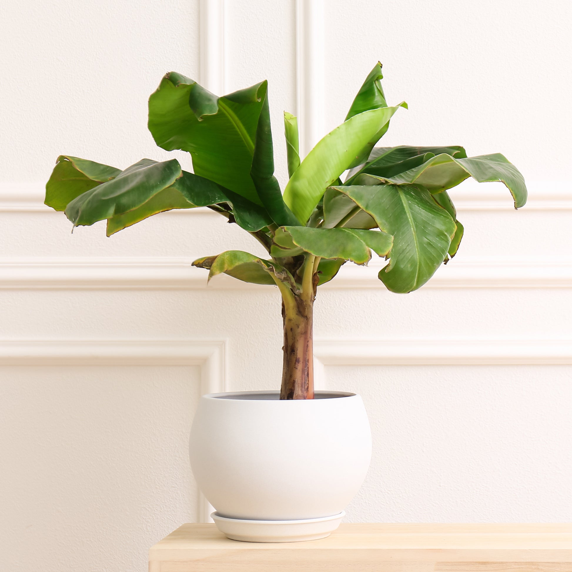 Ficus Lyrata - Ficus Lyrata - Ficus