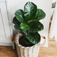 Vente Ficus Lyrata