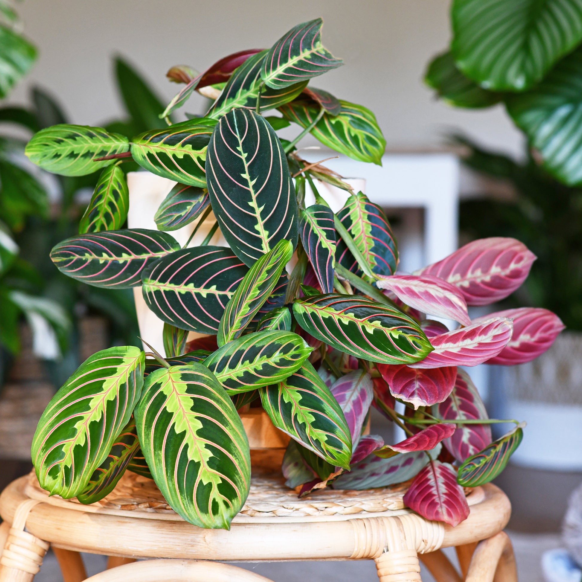 Maranta leuconeura fascinator - Maranta leuconeura fascinator - Bakker
