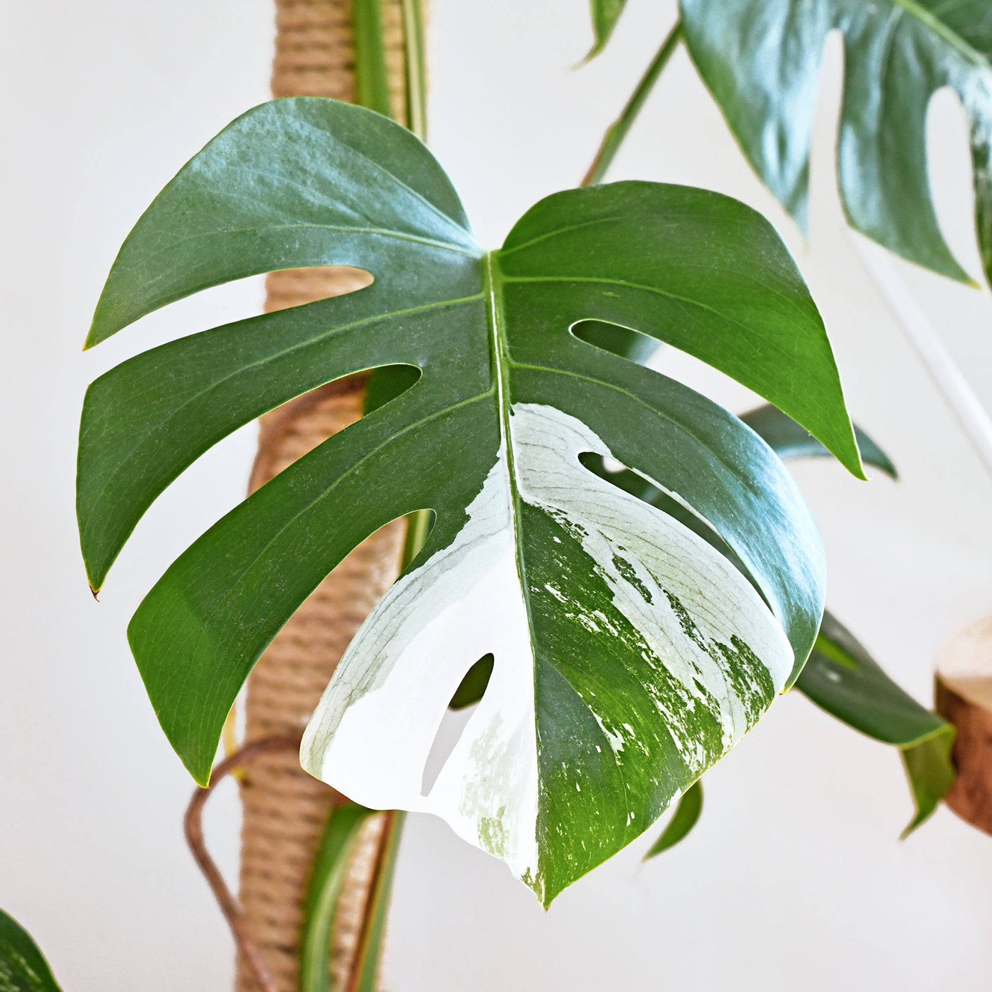 Philodendron - Monstera Deliciosa Variegata - Monstera Deliciosa Variegata