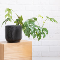 Monstera Minima - Monstera Minima - Philodendron