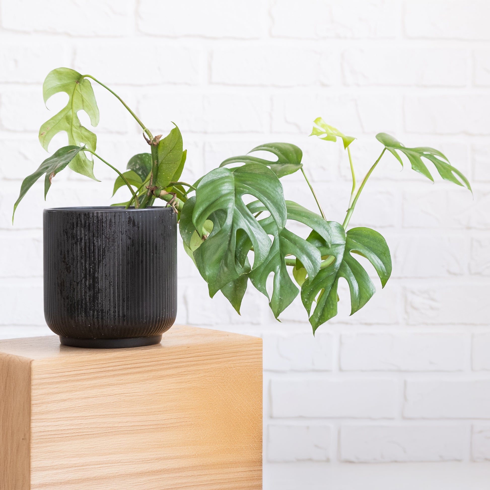 Monstera Minima - Monstera Minima - Philodendron
