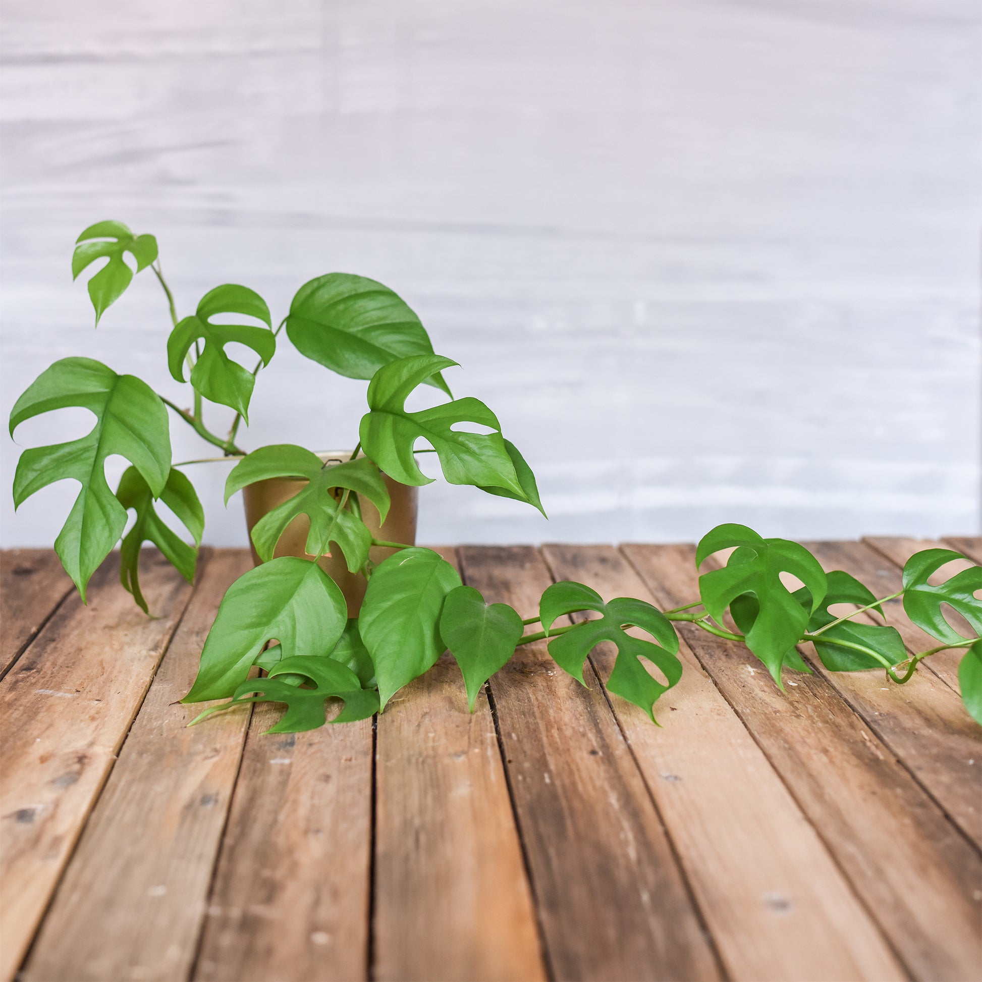 Monstera Minima - Bakker