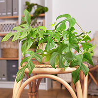 Monstera Minima - Monstera Minima - Bakker