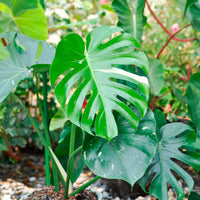 Monstera Thai Constellation - Monstera Thai Constellation - Bakker