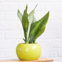 Sansevieria Moonshine - Bakker