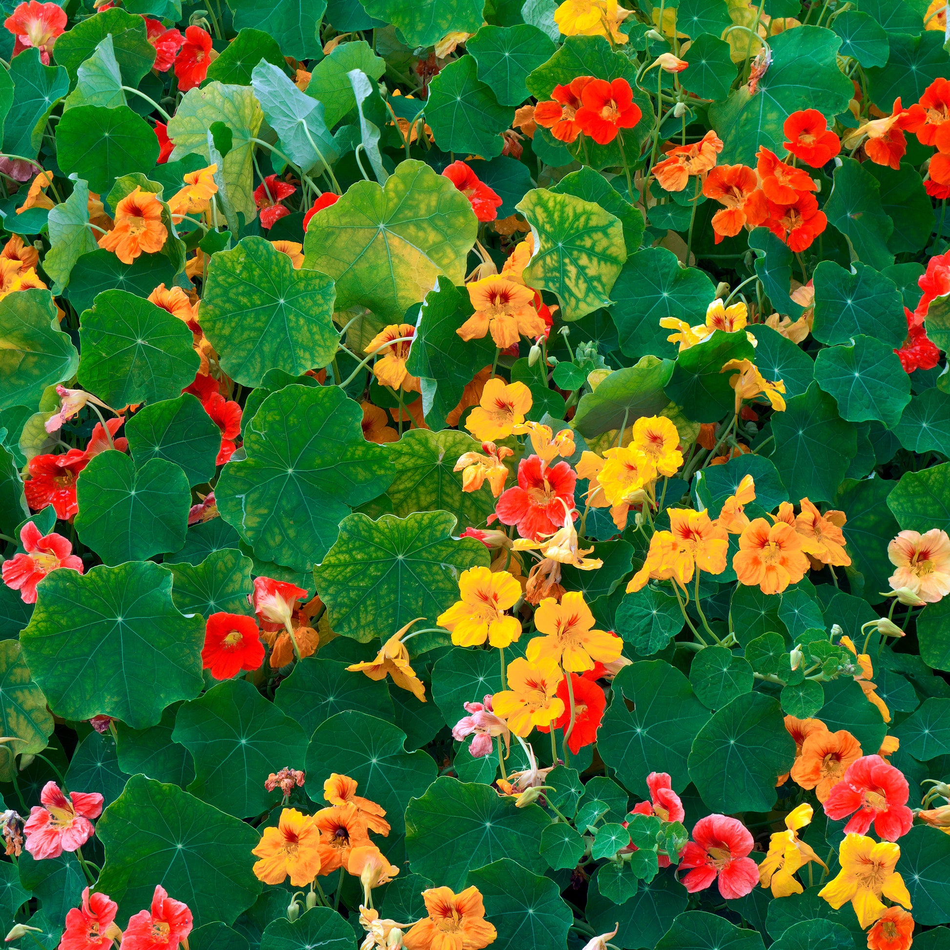 Capucine jaune - Tropaeolum majus - Bakker