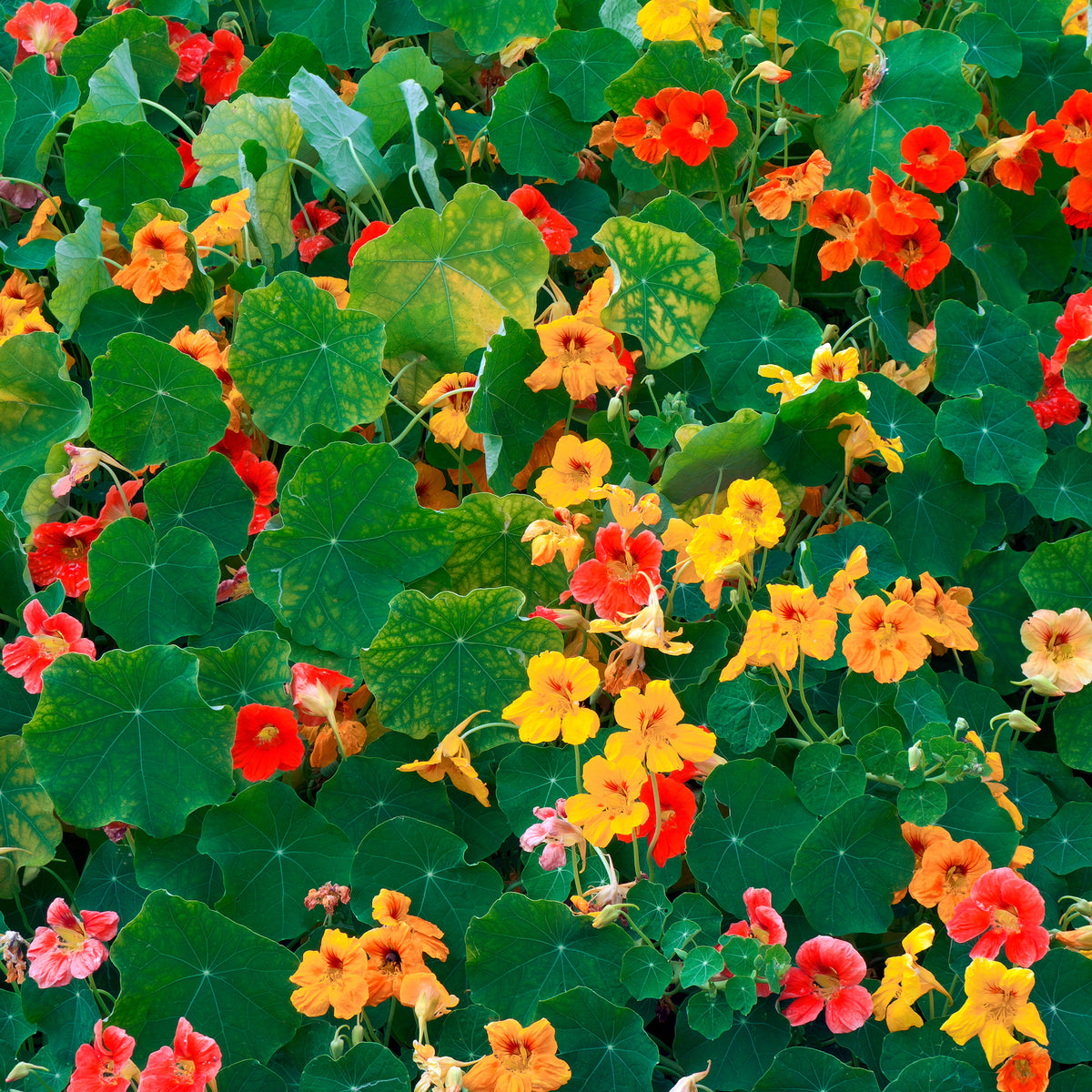 Capucine jaune - Tropaeolum majus - Bakker