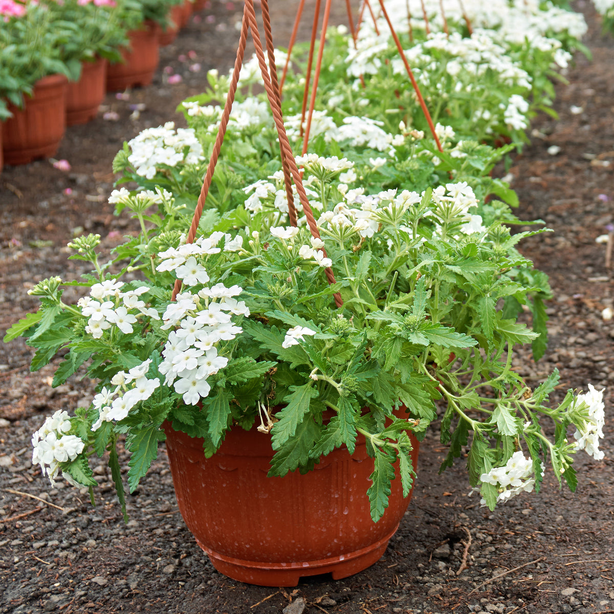 Verveine Blanche - Bakker