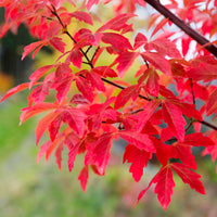 Érable à écorce de papier - Acer griseum - Bakker