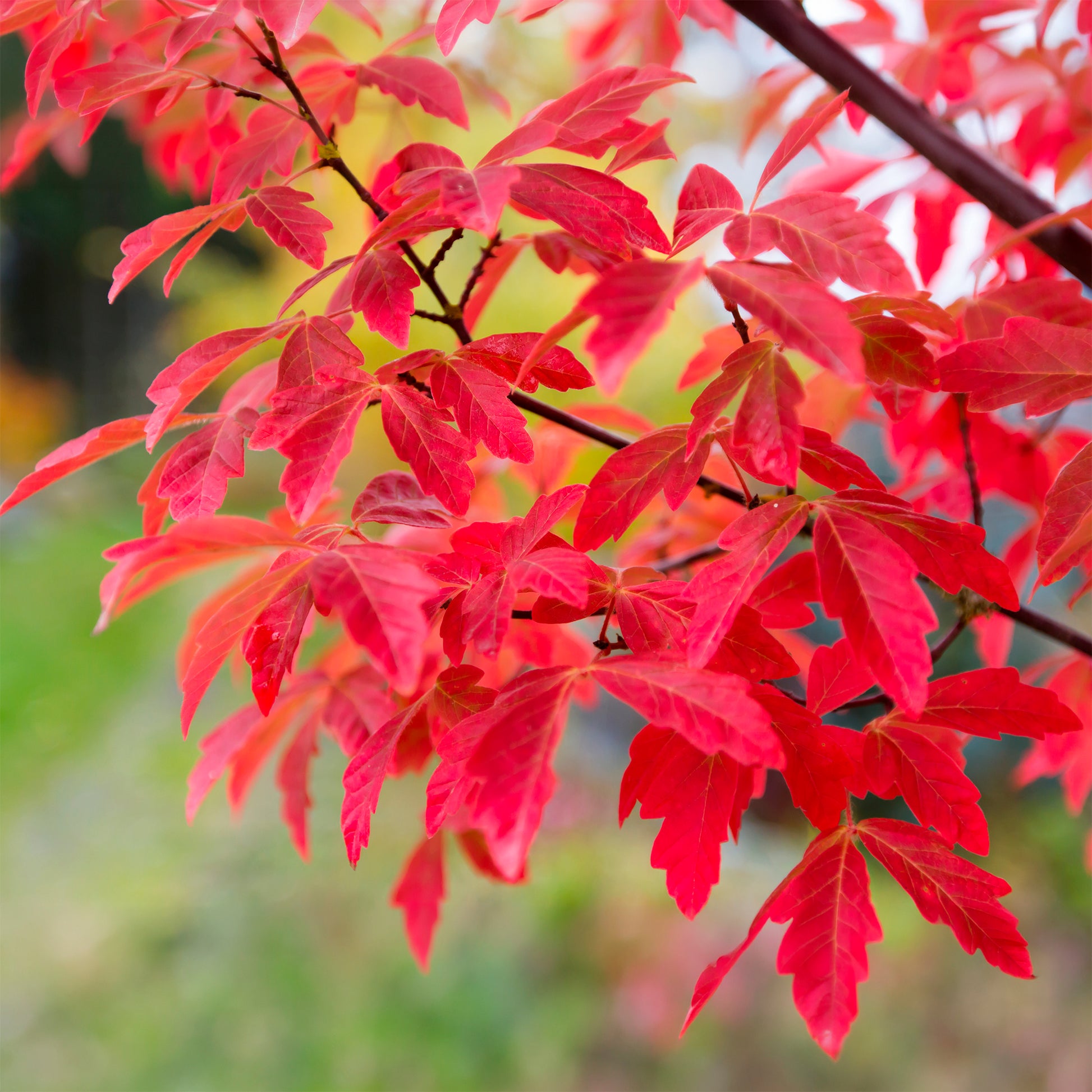 Érable à écorce de papier - Acer griseum - Bakker