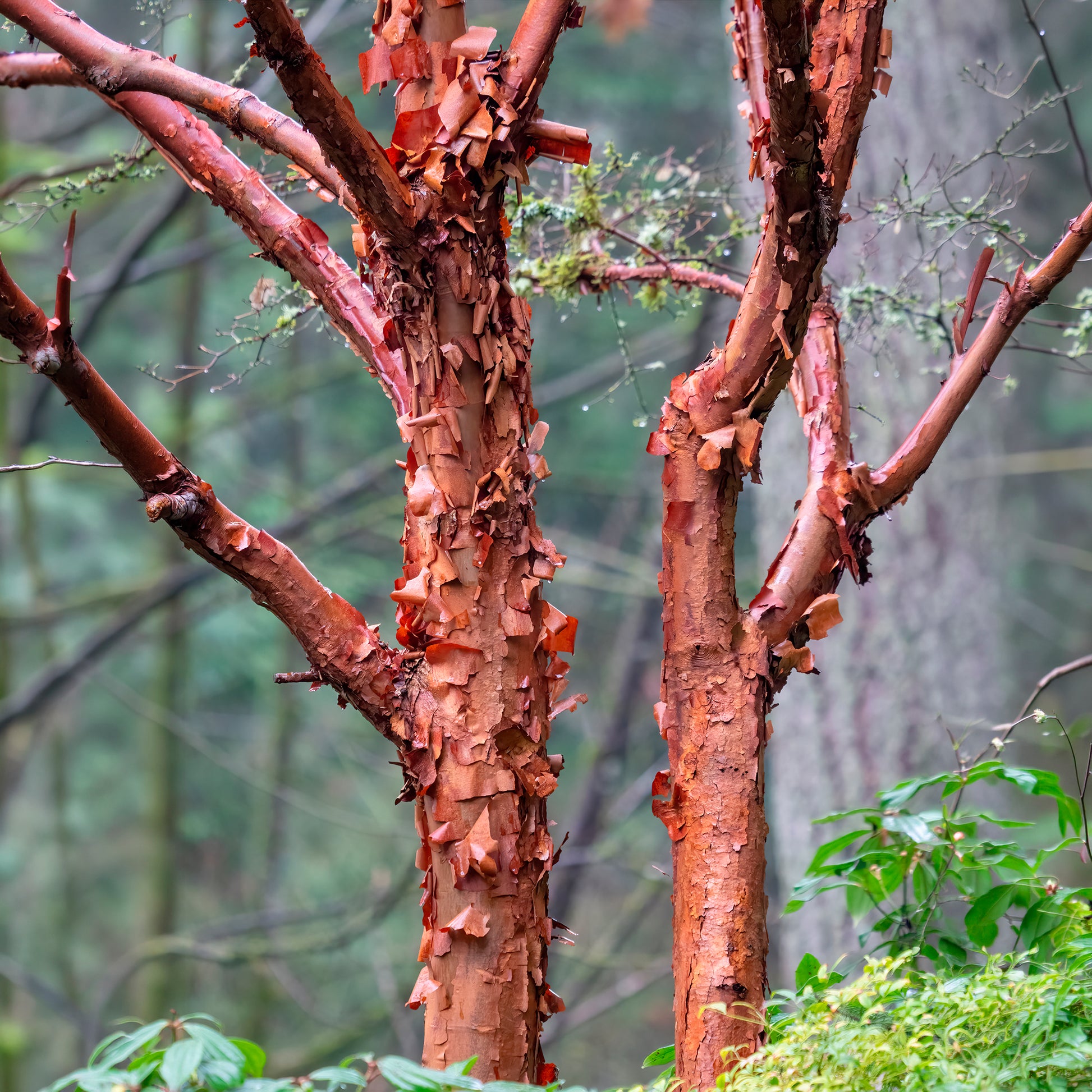 Vente Érable à écorce de papier - Acer griseum