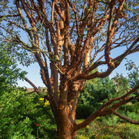 Érable - Érable à écorce de papier - Acer griseum