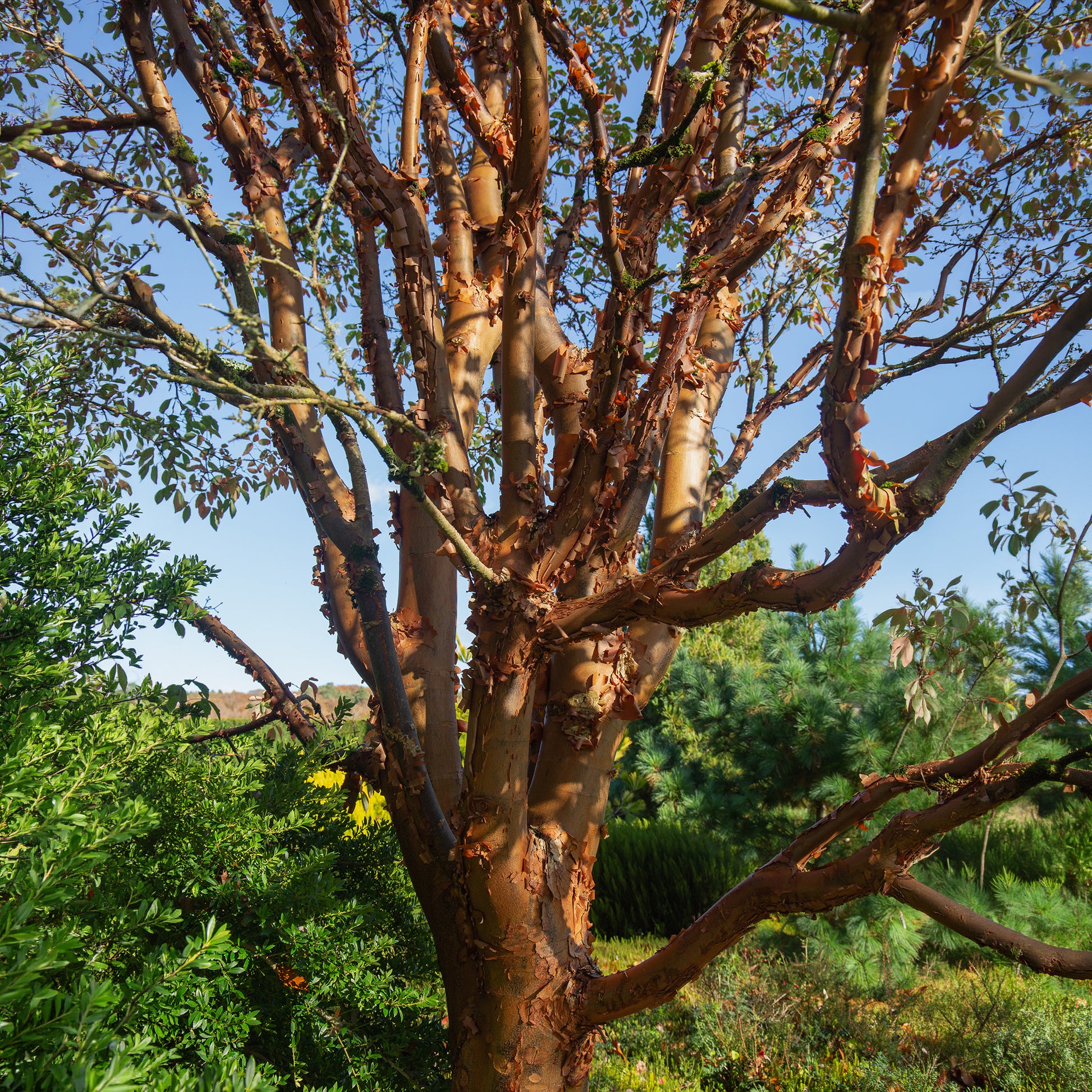 Érable - Érable à écorce de papier - Acer griseum