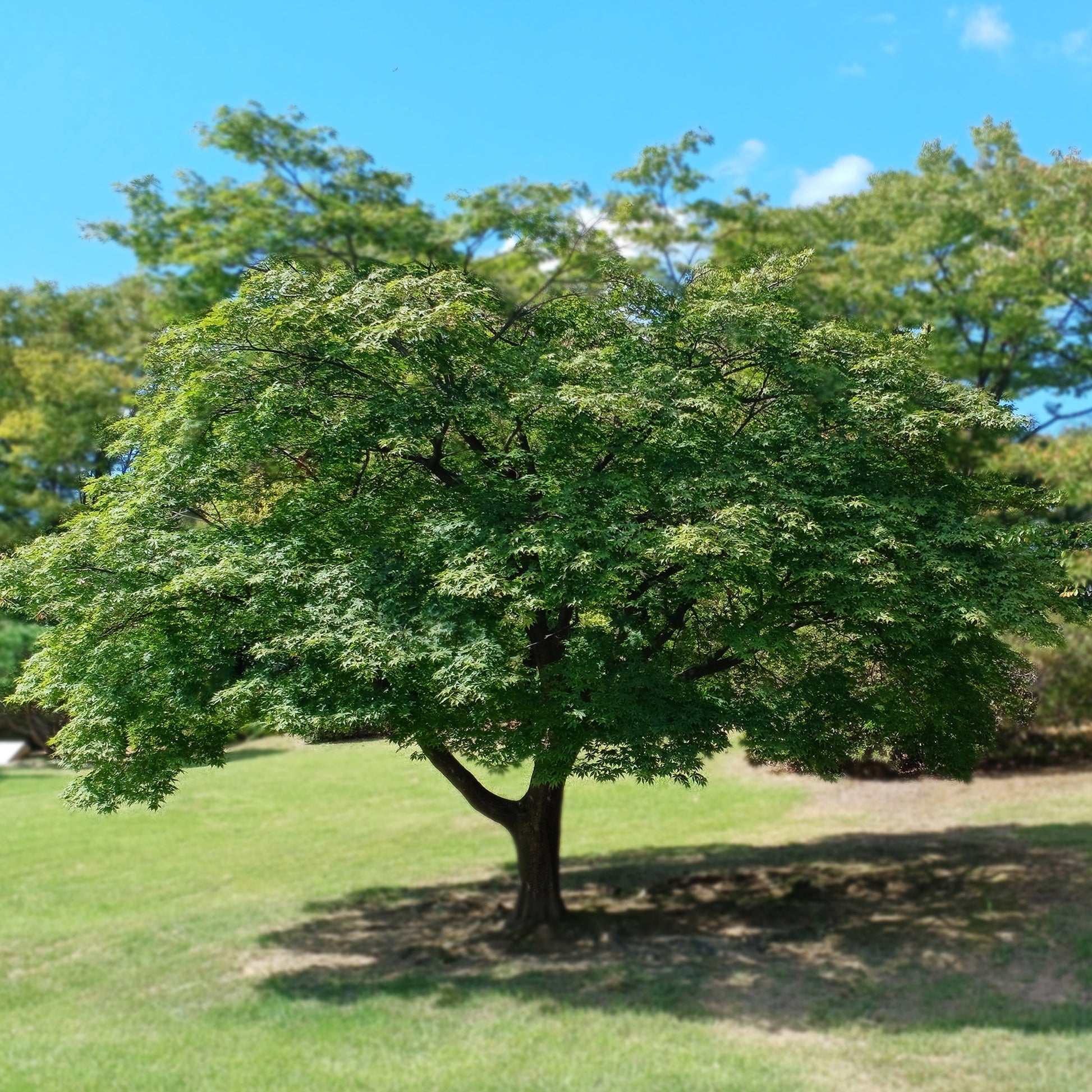 Érable du Japon - Acer palmatum - Bakker