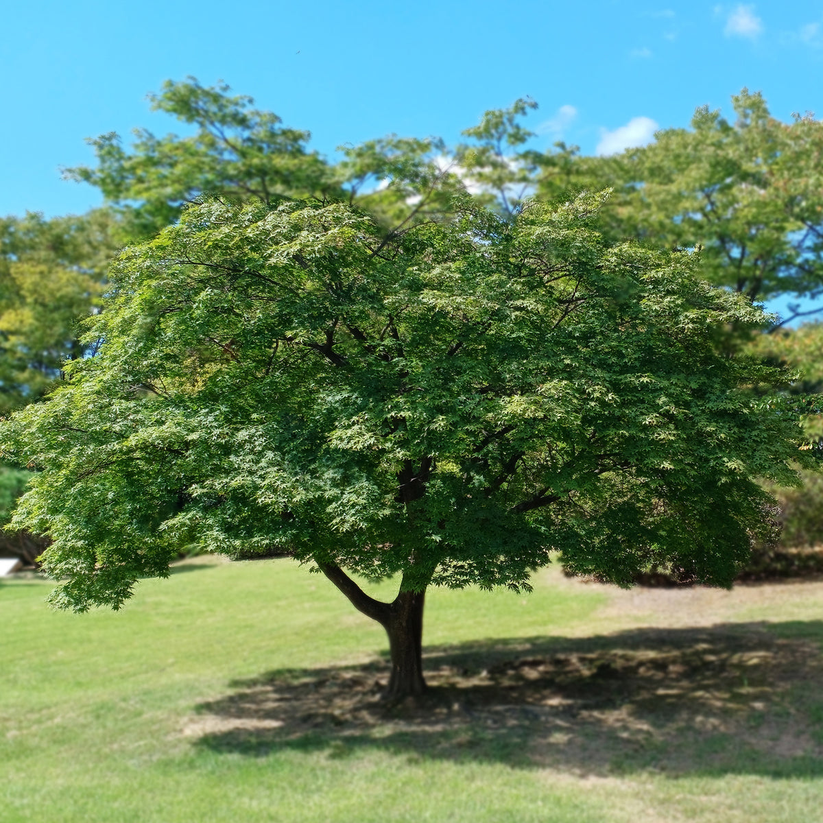 Érable du Japon - Acer palmatum - Bakker