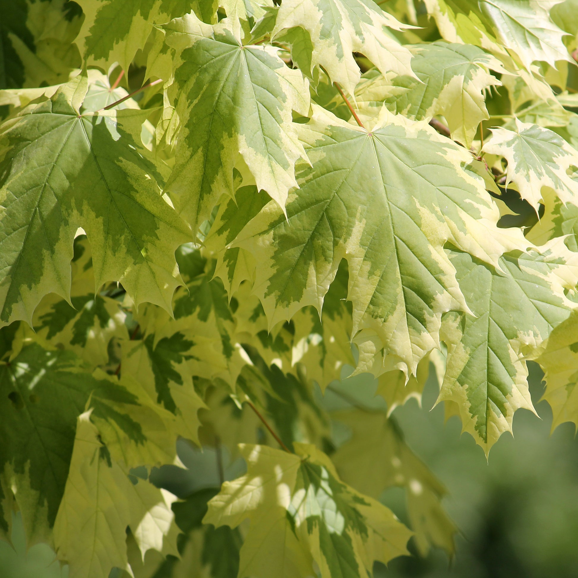 Érable - Érable plane panaché Drummondii - Acer platanoides Drummondii