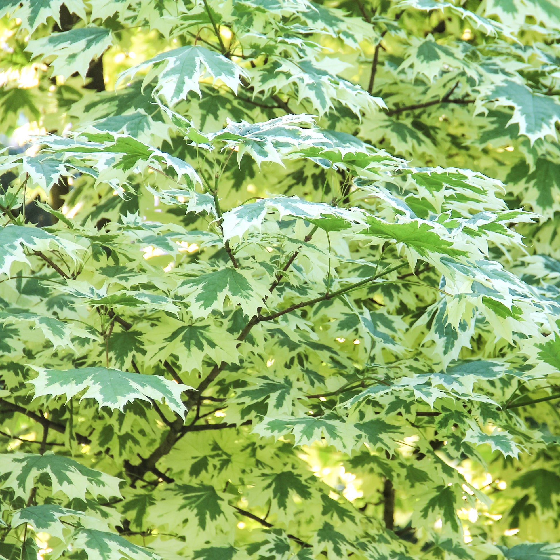 Érable plane panaché Drummondii - Acer platanoides Drummondii - Bakker