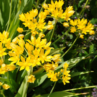  - Allium doré - Bulbes d'Allium