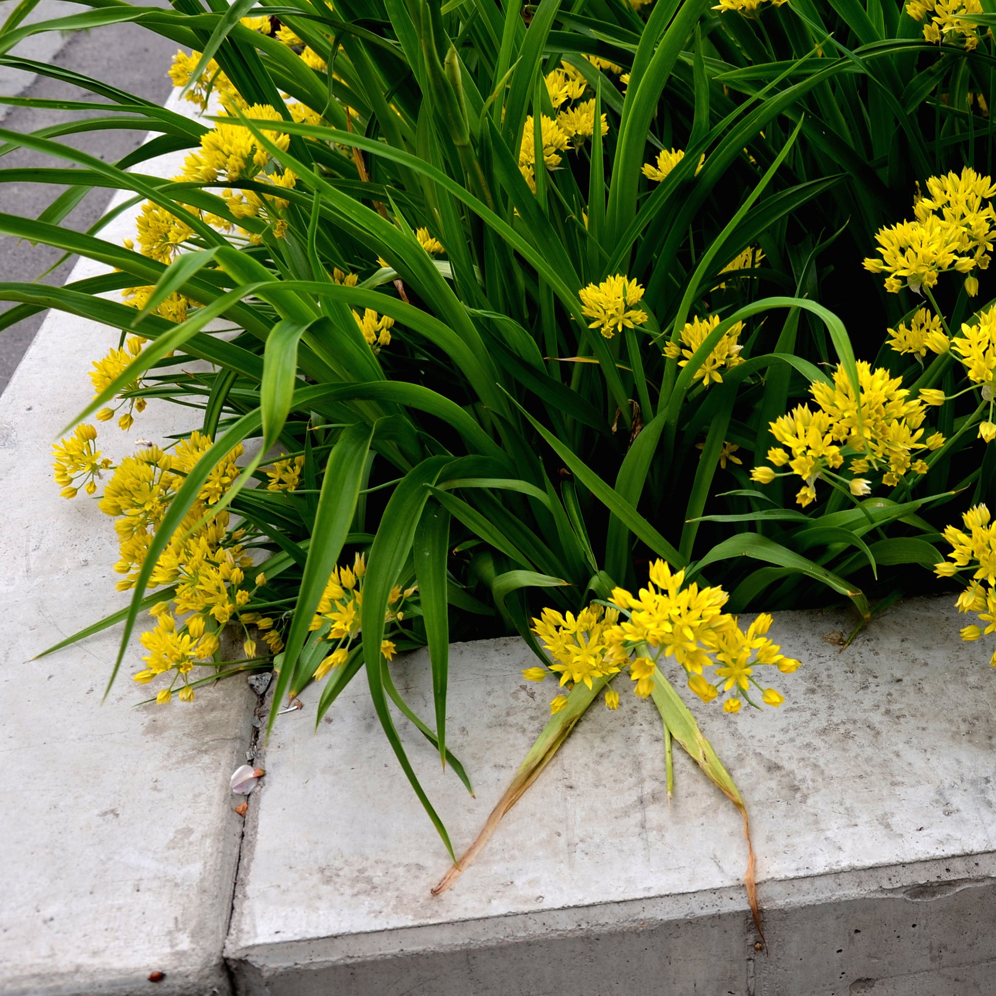 Bulbes d'Allium - Allium doré - 
