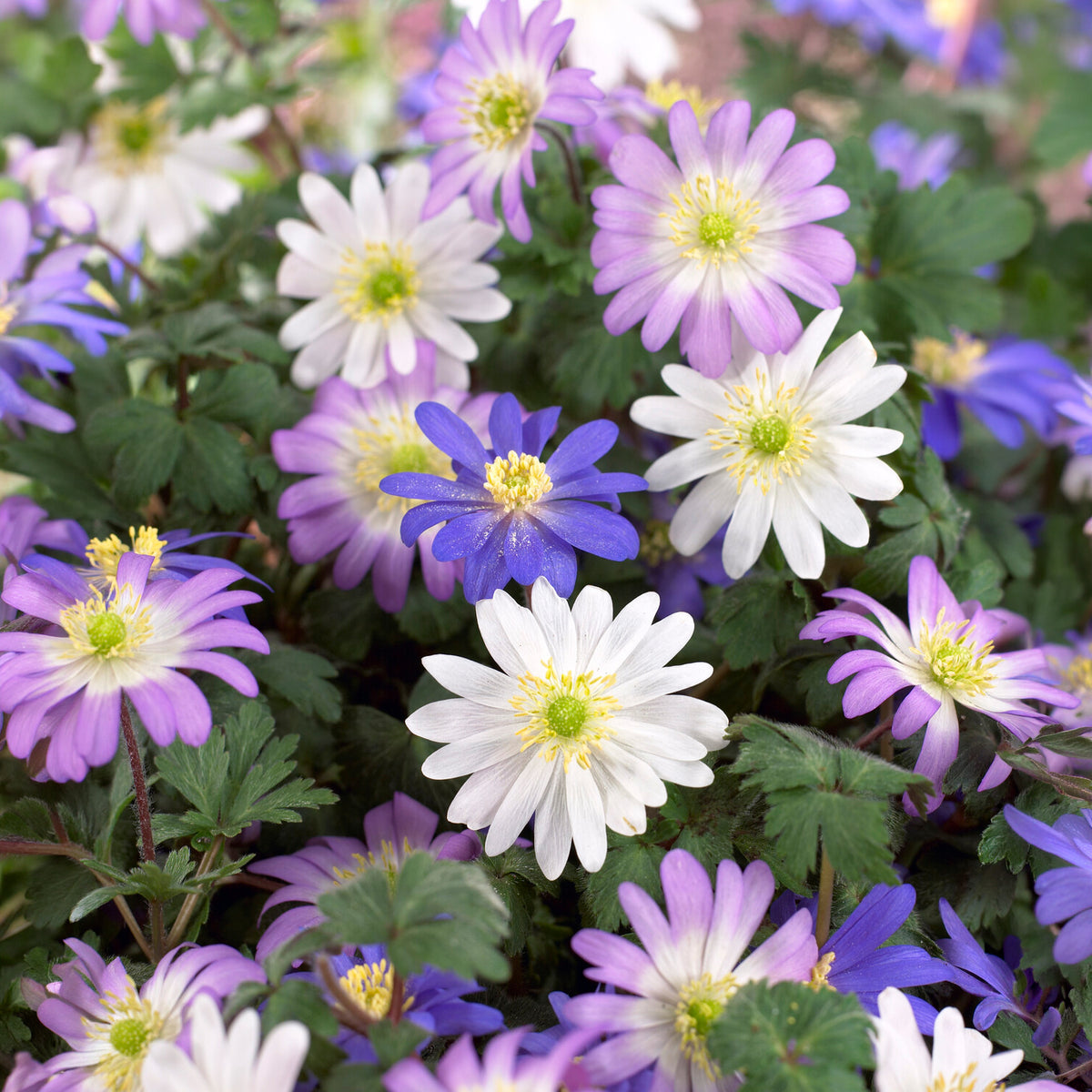 Anémones blanda en mélange - Anemone blanda - Bakker