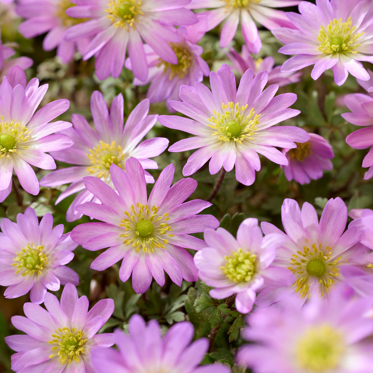 Anémone Pink Star - Anemone blanda Pink Star - Bakker