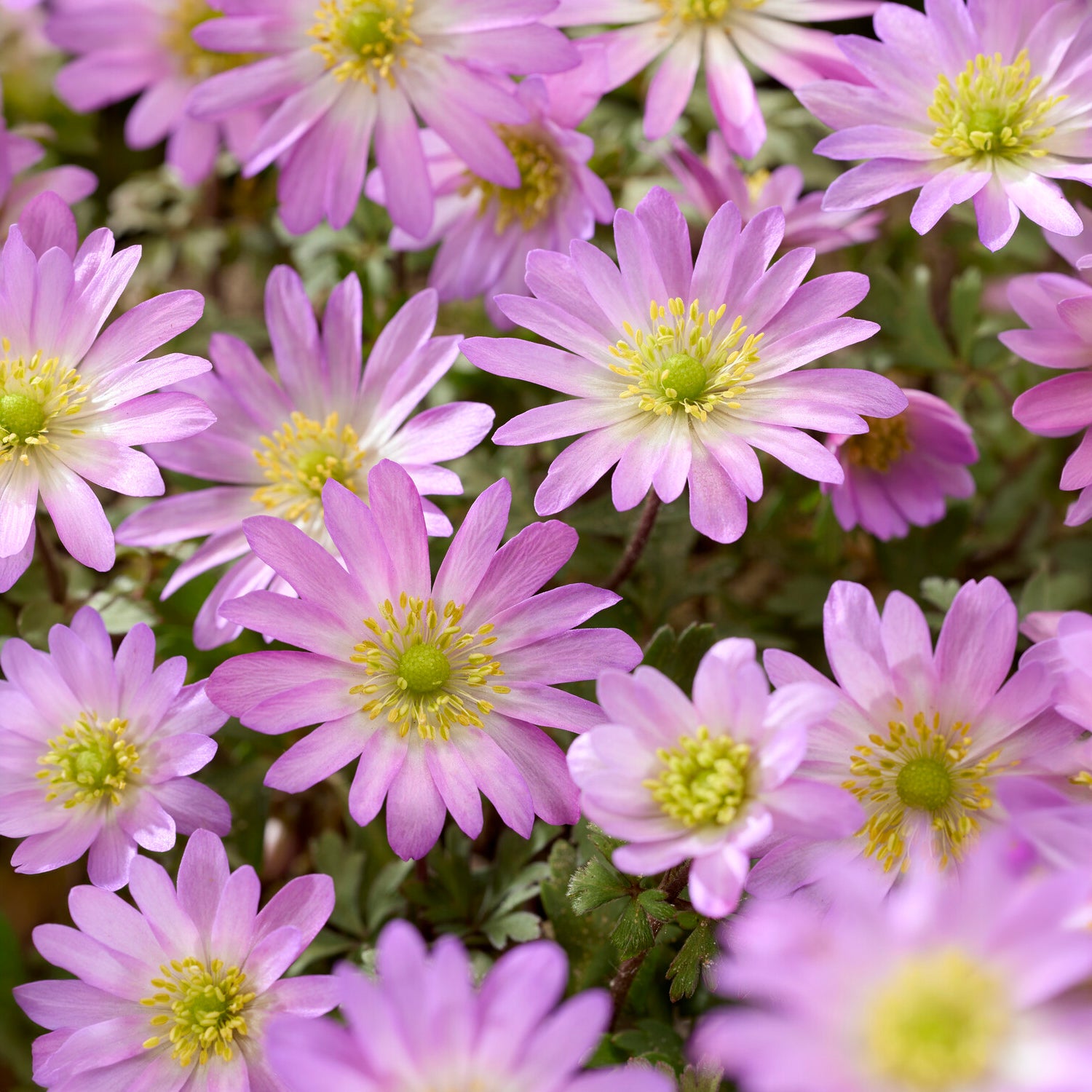 Anémone Pink Star -  - Bakker