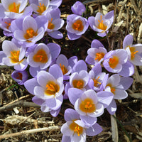 Mélange de bulbes - 50 bulbes  mellifères jaunes et mauves - Crocus Firefly, Romance, Iris Alida, Narcissus Tête à tête