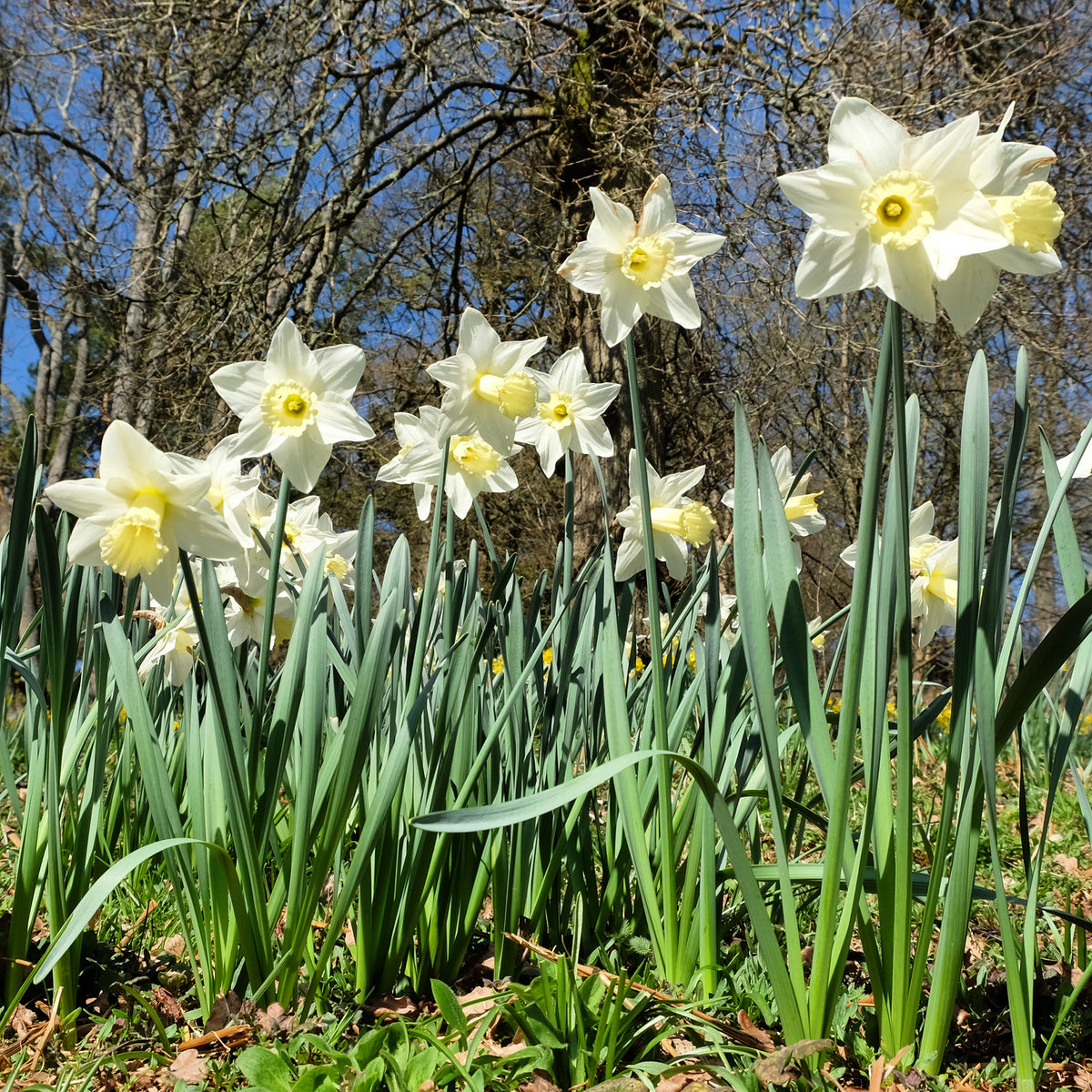 Narcissus Mount Hood - Narcisse Mount Hood - Bulbes de Narcisse