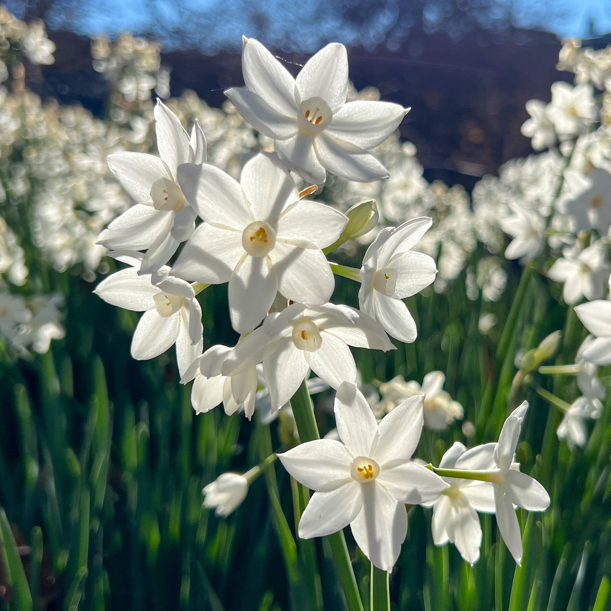 Narcisse Paperwhite - Narcissus Paperwhite - Bakker