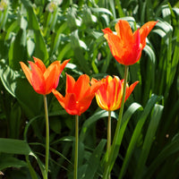 Tulipe Ballerina