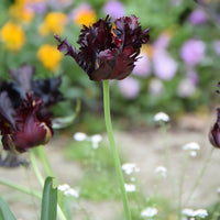 Tulipe Black Parrot - Tulipa Black Parrot - Bakker