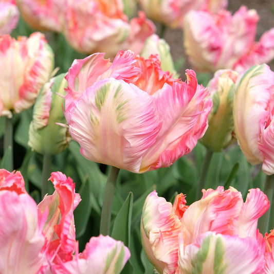 Tulipe Parrot Pink Vision - Bakker