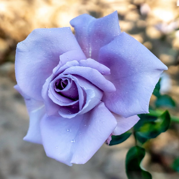 Rosier buisson Lune Bleue - Bakker