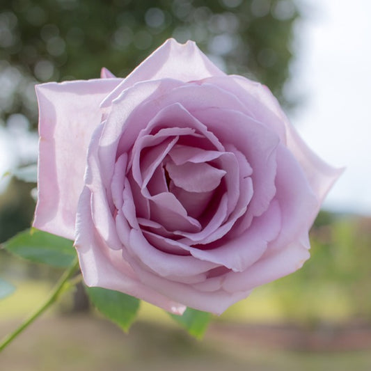 Rosier buisson Lune Bleue - Bakker