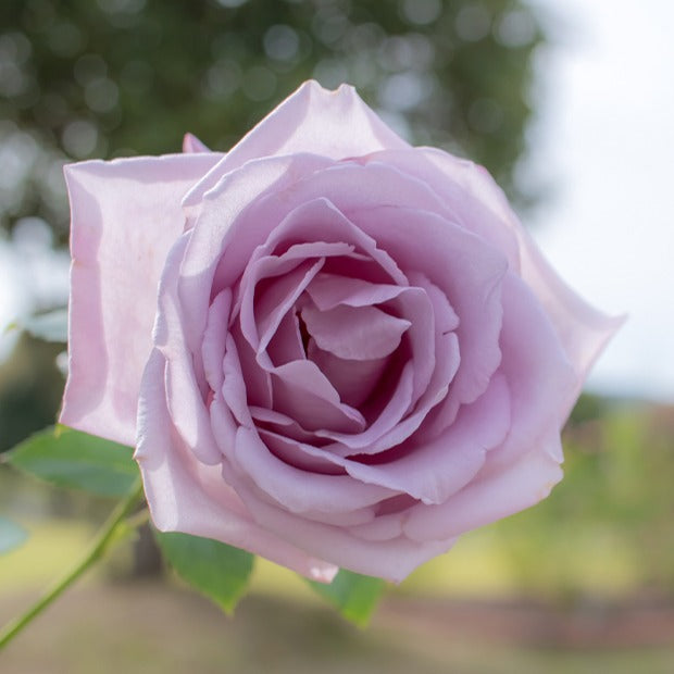 Vente Collection de 7 Rosiers buissons - Rosa Osiria, Malaga, Blue moon, La magie du Parfum, Whisky, Famosa, Double Delight