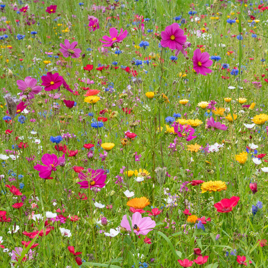 Fleurs des champs en mélange - Bakker