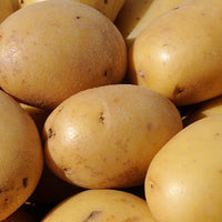 Bakker - 25 Pommes de terre Caesar - Solanum tuberosum caesar - Légumes
