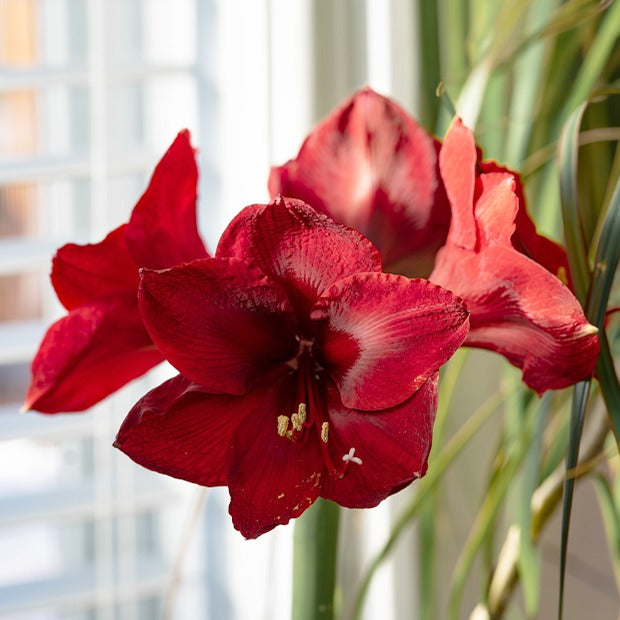 Amaryllis 'Red Lion' - Amaryllis red lion - Bakker