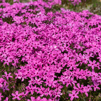 3 Phlox mousse roses - Phlox subulata Moerheimii - Bakker