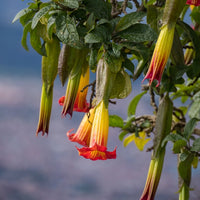 Vente Collection de 3 Brugmansias : rouge et or, jaune, rose - Brugmansia