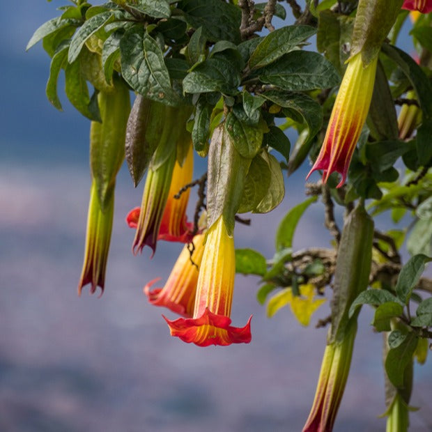 Collection de Brugmansias : rouge et or, jaune, rose - Bakker.com | France