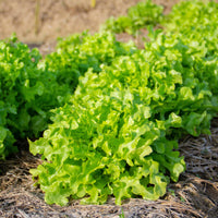 Laitue feuille de chêne - Bakker