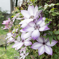 Clématite Fond Memories - Clematis florida fond memories - Bakker