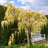 Vente Glycine blanche sur tige
