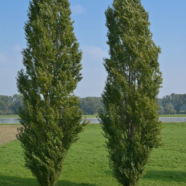 Peuplier - 10 Peupliers noirs d'Italie - Populus nigra italica