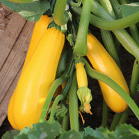 Collection de légumes du soleil - Cucurbita pepo, Solanum melongena, Capsicum annuum, Solanum lycopersicum - Bakker