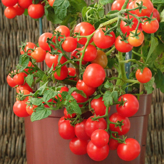 Tomate-cerise pour pot Minibel - Bakker