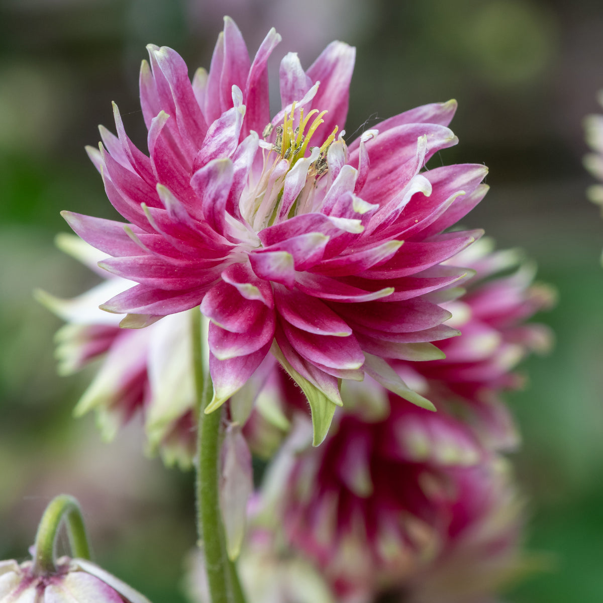 Ancolie Nora Barlow - Aquilegia Nora Barlow - Bakker
